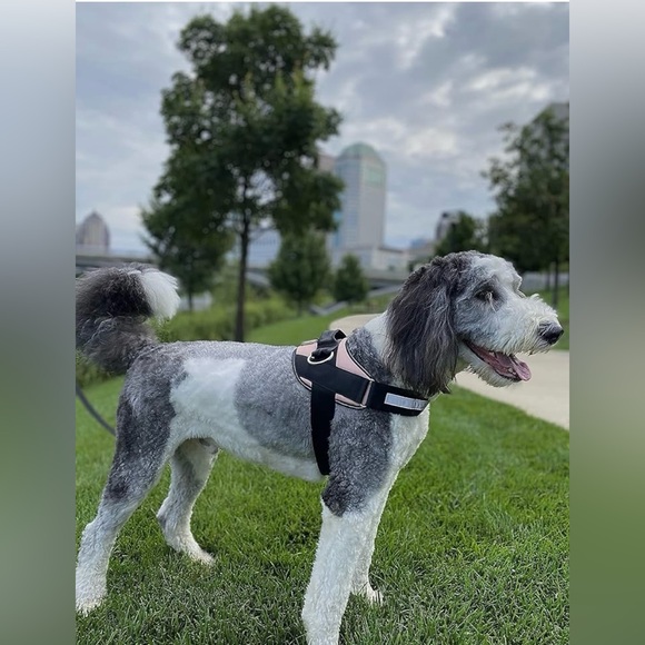 ShawnCo New $33 Essential Harness Padded Rose Gold Black XL - Picture 9 of 12